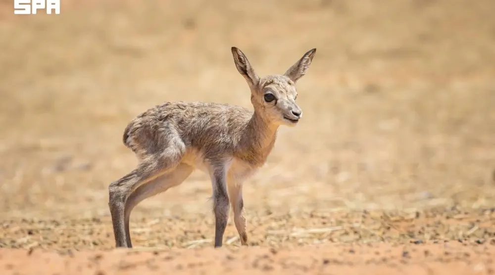 The births included 16 Arabian sand gazelles, two Arabian oryx, and one Arabian mountain gazelle. (SPA)