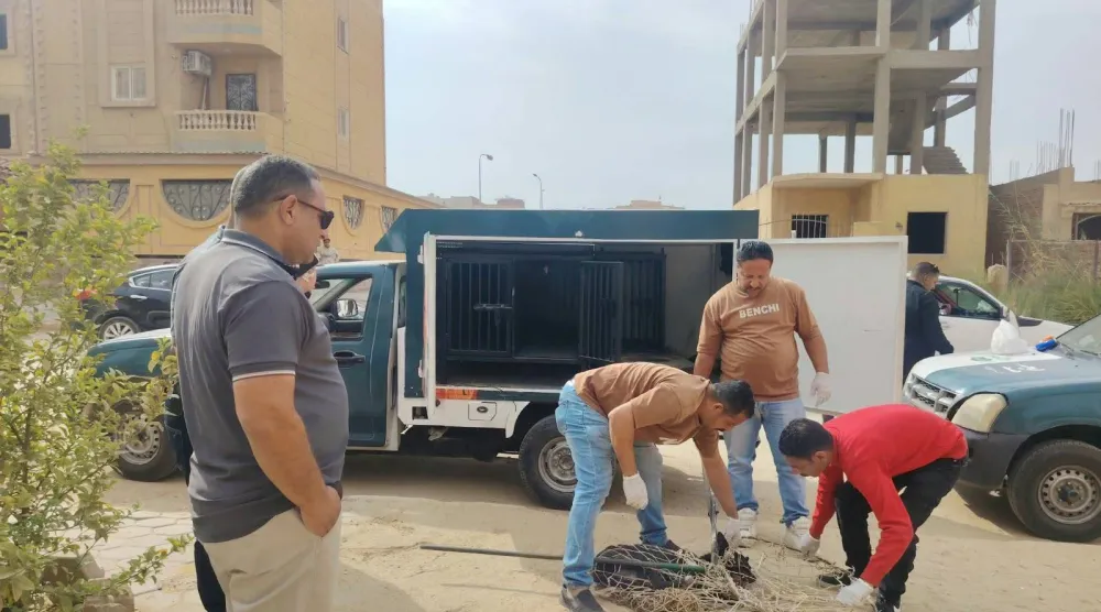 جانب من ملاحقة المسؤولين لـ«الكلاب الضالة» في الجيزة (جهاز تنمية حدائق أكتوبر)