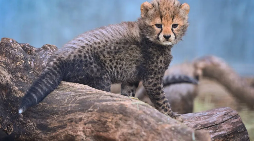 A cheetah cub stands at the Lunaret Zoo in Montpellier, southern France, on October 22, 2026. (Photo by Sylvain THOMAS / AFP)