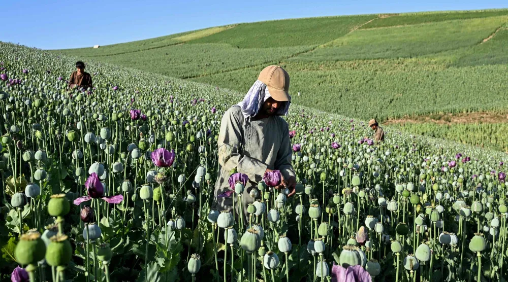 مزارعون أفغان يجمعون عصارة نبات الخشخاش في أحد الحقول بمقاطعة بدخشان يونيو الماضي (أ.ف.ب)
