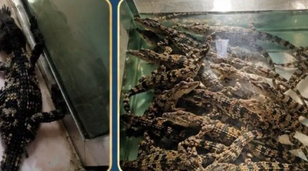 التماسيح المضبوطة على متن قطار (وزارة البيئة المصرية)