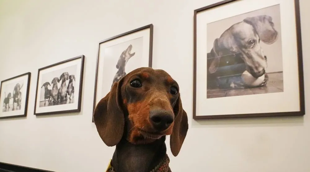  A dog sits during the exhibition "The Dachshund: An Icon off the Leash," dedicated to dachshunds in art, at Kunsthalle Bremen in Bremen, Germany, Thursday, Oct. 29, 2026. (AP) 