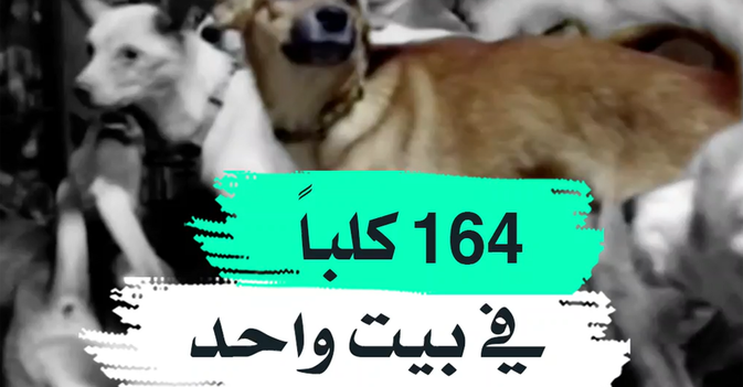 164 كلبا في بيت واحد