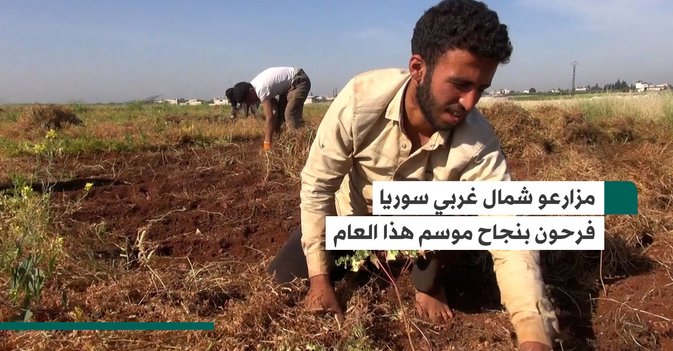مزارعو شمال غربي سوريا فرحون بنجاح موسم هذا العام