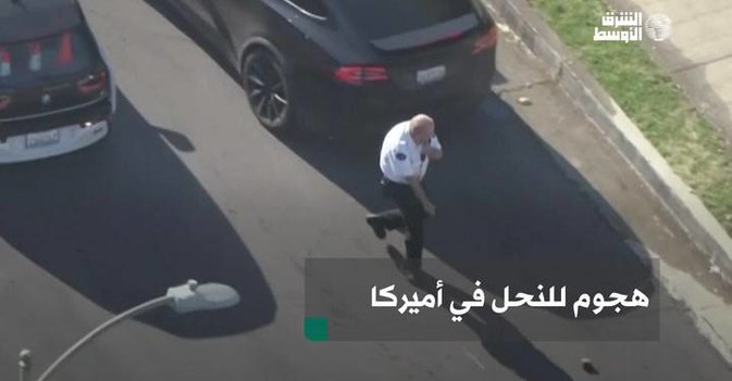 هجوم للنحل في أميركا