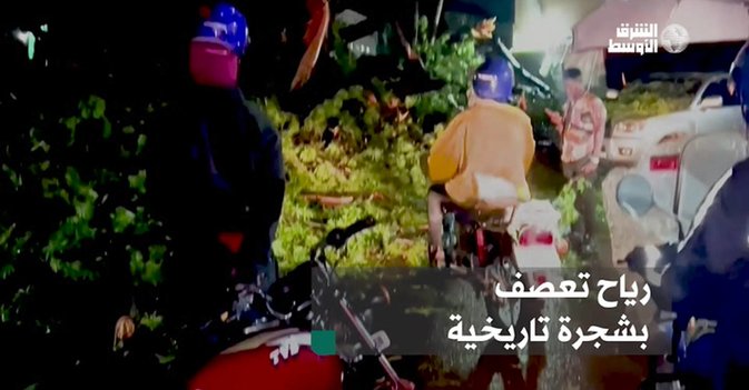 رياح تعصف بشجرة تاريخية