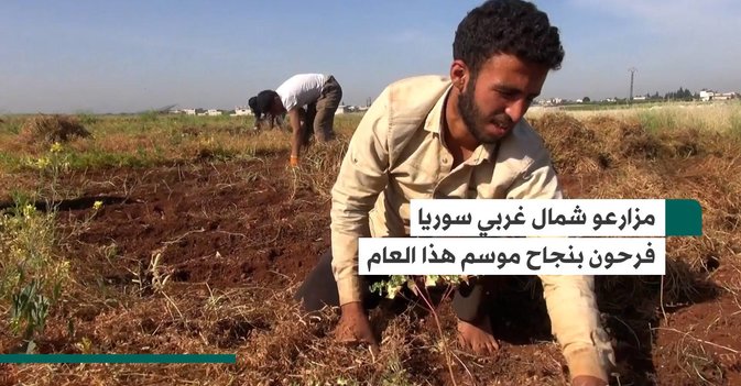 مزارعو شمال غربي سوريا فرحون بنجاح موسم هذا العام