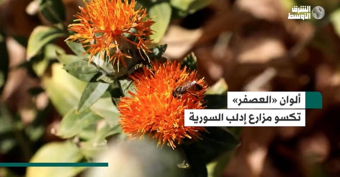 ألوان «العصفر» تكسو مزارع إدلب السورية