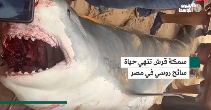 سمكة قرش تنهي حياة سائح روسي في مصر