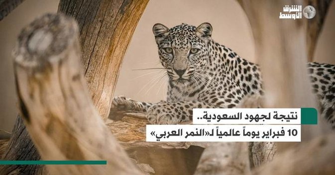 نتيجة لجهود السعودية.. 10 فبراير يوماً عالمياً لـ النمر العربي