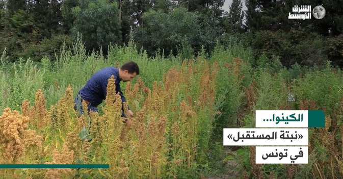 الكينوا... «نبتة المستقبل» في تونس