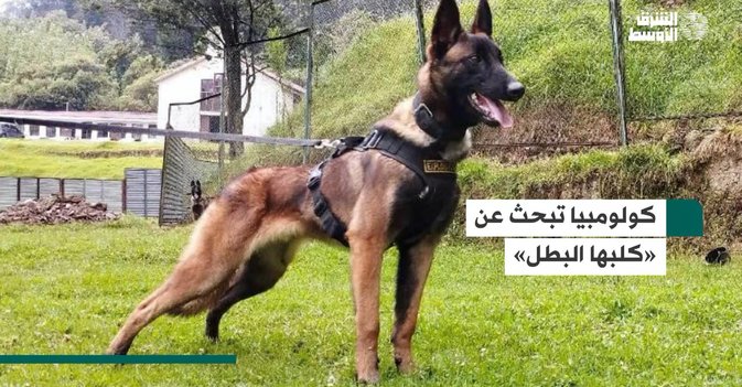 كولومبيا تبحث عن «كلبها البطل»
