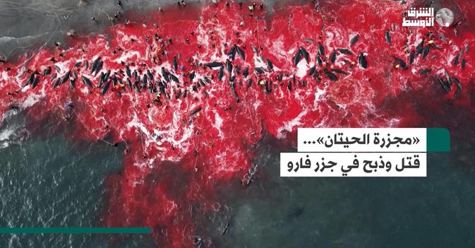«مجزرة الحيتان»... قتل وذبح في جزر فارو
