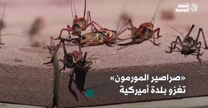 «صراصير المورمون» تغزو بلدة أميركية
