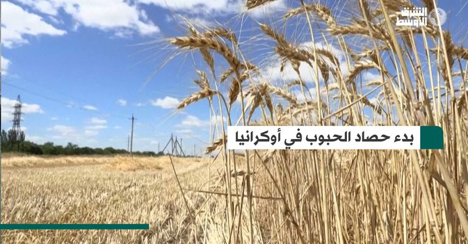بدء حصاد الحبوب في أوكرانيا