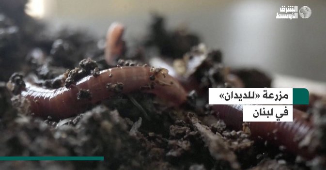 مزرعة «للديدان» في لبنان