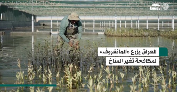 العراق يزرع «المانغروف» لمكافحة تغير المناخ