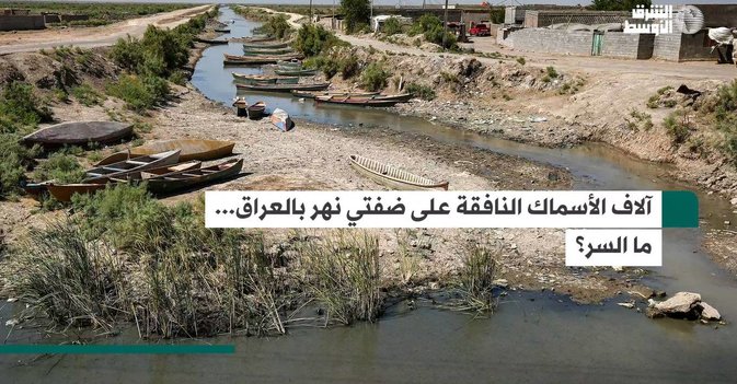آلاف الأسماك النافقة على ضفتي نهر بالعراق... ما السر؟