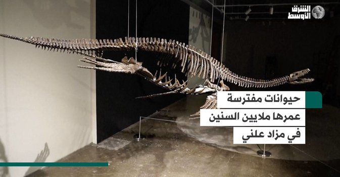 حيوانات مفترسة عمرها ملايين السنين في مزاد علني