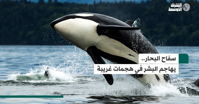سفاح البحار.. يهاجم البشر في هجمات غريبة
