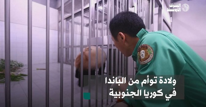 ولادة توأم من الباندا في كوريا الجنوبية