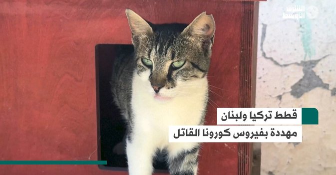 قطط تركيا ولبنان مهددة بفيروس كورونا القاتل