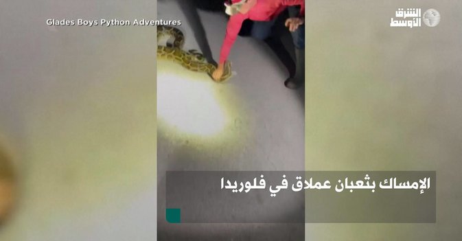 الإمساك بثعبان عملاق في فلوريدا