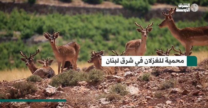 محمية للغزلان في شرق لبنان