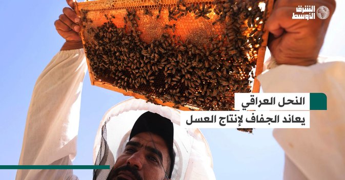 النحل العراقي يعاند الجفاف لإنتاج العسل