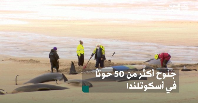 جنوح أكثر من 50 حوتاً في أسكوتلندا