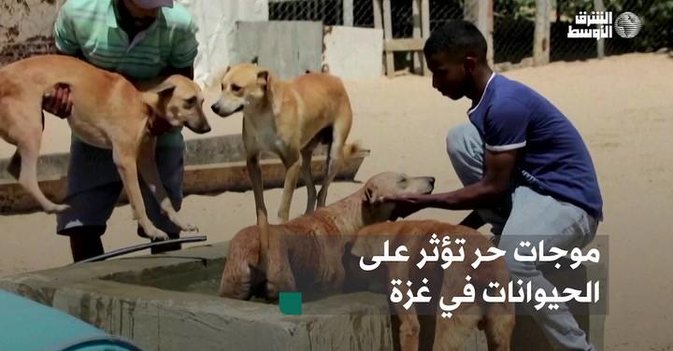 موجات حر تؤثر على الحيوانات في غزة
