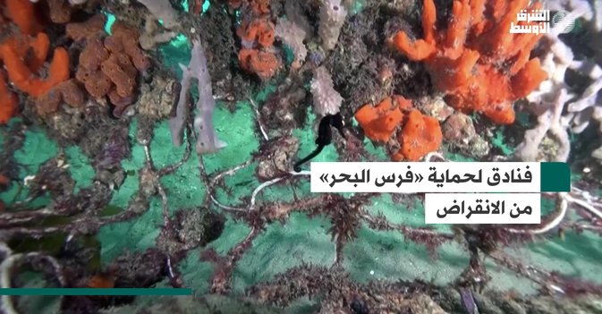 فنادق لحماية «فرس البحر» من الانقراض