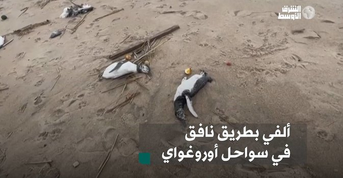 ألفي بطريق نافق في سواحل أوروغواي