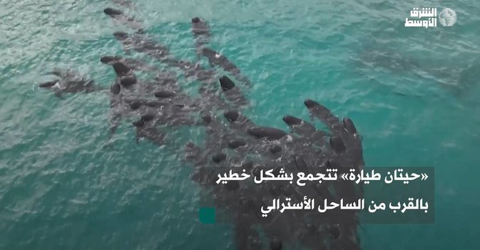 «حيتان طيارة» تتجمع بشكل خطير بالقرب من الساحل الأسترالي