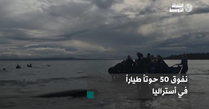 نفوق 50 حوتاً طياراً في أستراليا