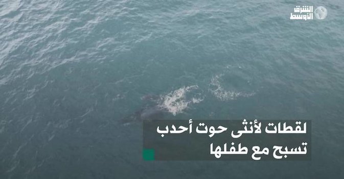لقطات لأنثى حوت أحدب تسبح مع طفلها