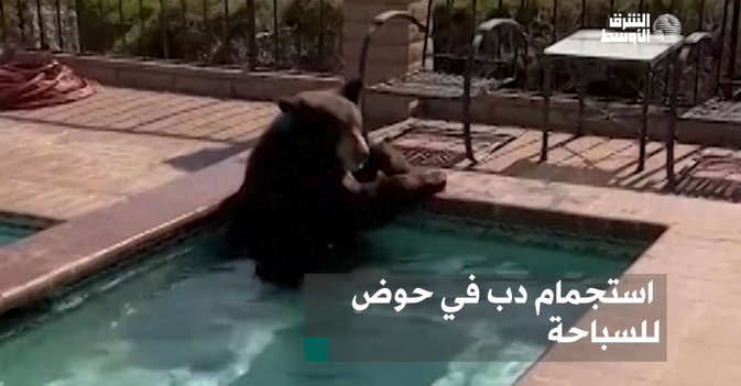 استجمام دب في حوض للسباحة