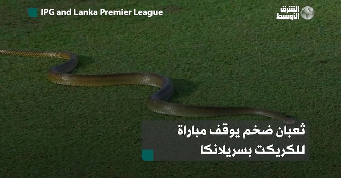 ثعبان ضخم يوقف مباراة للكريكت بسريلانكا