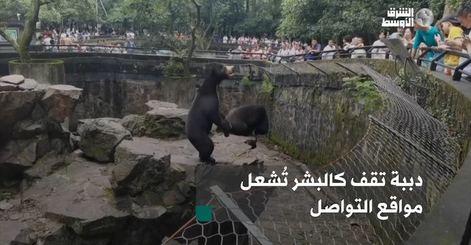 دببة تقف كالبشر تُشعل مواقع التواصل