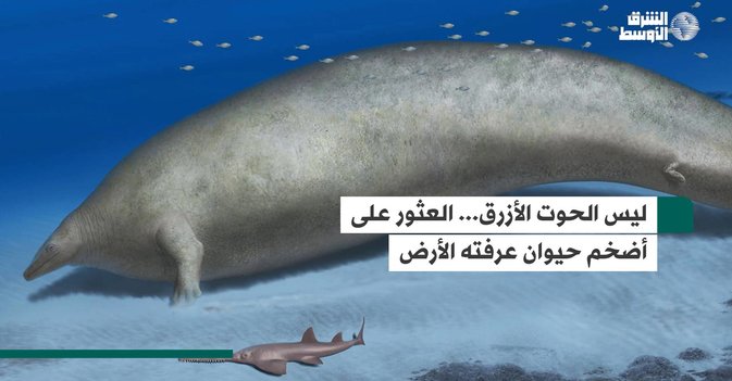 ليس الحوت الأزرق... العثور على أضخم حيوان عرفته الأرض