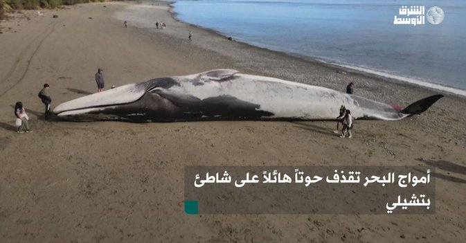 أمواج البحر تقذف حوتاً هائلاً على شاطئ بتشيلي