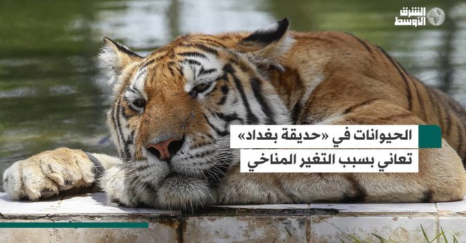 الحيوانات في «حديقة بغداد» تعاني بسبب التغير المناخي