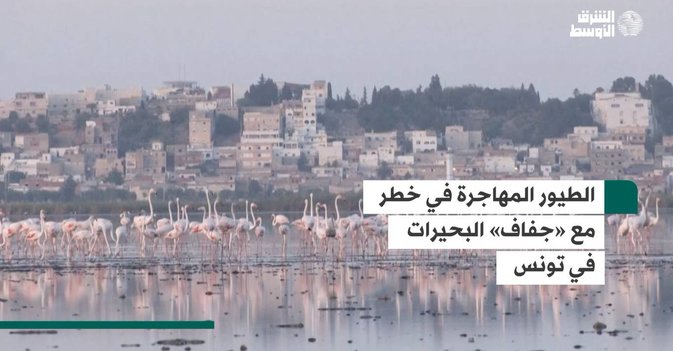 الطيور المهاجرة في خطر مع «جفاف» البحيرات في تونس