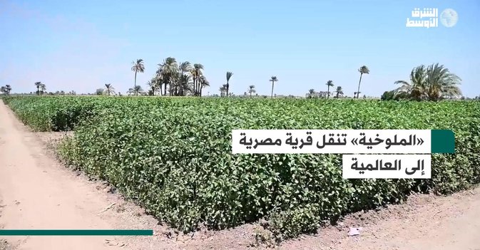 «الملوخية» تنقل قرية مصرية إلى العالمية