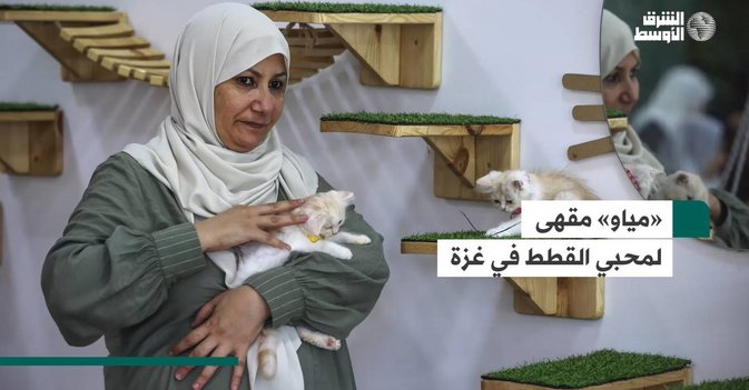 «مياو» مقهى لمحبي القطط في غزة
