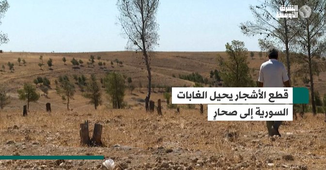 قطع الأشجار يحيل الغابات السورية إلى صحارٍ