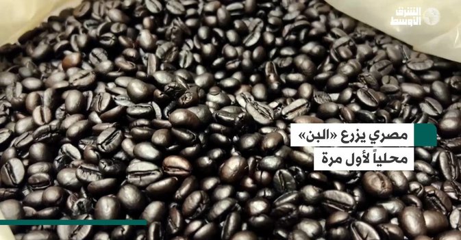 مصري يزرع «البن» محلياً لأول مرة