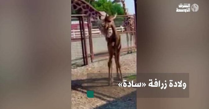 ولادة زرافة «سادة»