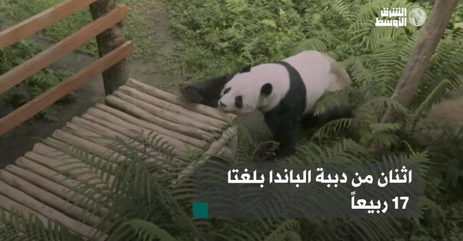 اثنان من دببة الباندا بلغتا 17 ربيعاً