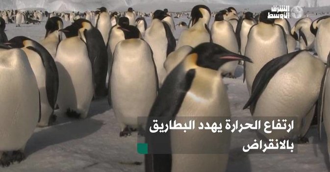 ارتفاع الحرارة يهدد البطاريق بالانقراض